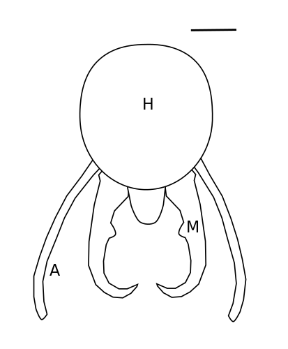 Globitermes sulphureus